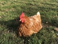 Red hen on the green grass Royalty Free Stock Photo