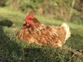 Red hen on the green grass Royalty Free Stock Photo