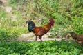 Red hen and green grass Royalty Free Stock Photo