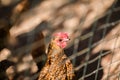 Red hen on the old farm. Autumn time Royalty Free Stock Photo