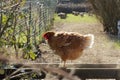 red hen perched on top of her shelter in barnyard