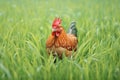 red hen roaming in green grass Royalty Free Stock Photo