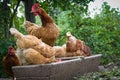 Red hens on the feeder. Royalty Free Stock Photo