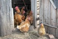 Red and hens stand at the barn, brush their feathers