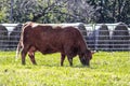 Red herford mother cow chomping greass in front of cattle panel fence and big round bales - Selective focus Royalty Free Stock Photo