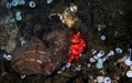 Red hermit anemone caring crab Dardanus Arrosor