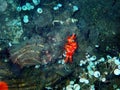 Red hermit anemone caring crab Dardanus Arrosor