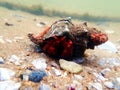 Red hermit crab with anemone - dardanus arrosor