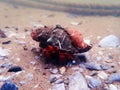 Red hermit crab with anemone - dardanus arrosor