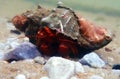 Red hermit crab with anemone - dardanus arrosor