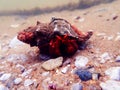 Red hermit crab with anemone - dardanus arrosor