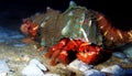 Red hermit crab with anemone - dardanus arrosor