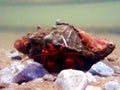 Red hermit crab with anemone - dardanus arrosor