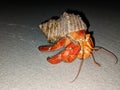 Red hermit crab in a shell on a beach in Maldives nature vegetation