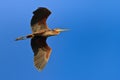 Red heron (ardea purpurea) Royalty Free Stock Photo