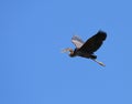 Red heron ardea purpurea in flight on blue sky Royalty Free Stock Photo