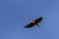 Red heron ardea purpurea in flight Royalty Free Stock Photo