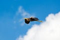 Red heron (ardea purpurea) Royalty Free Stock Photo