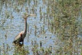 Red heron Royalty Free Stock Photo