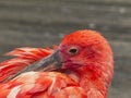 The Red Heron Royalty Free Stock Photo