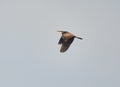 Red heron in flight Royalty Free Stock Photo