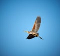 Red heron gliding Royalty Free Stock Photo