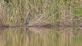 Red heron in the reeds of the marsh Royalty Free Stock Photo