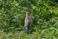 Red heron standing in the trees Royalty Free Stock Photo