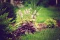 Red heuchera `Chocolate ruffles` planted in combination with hostas