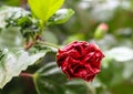 Red hibicus hybrid blooming blossom