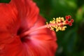 Red Hibiscus