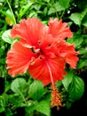 Red Hibiscus Royalty Free Stock Photo