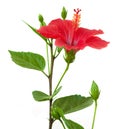 Red hibiscus