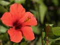 Red Hibiscus