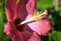 Red Hibiscus Royalty Free Stock Photo