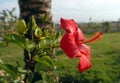 Red hibiscus