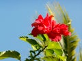 Red Hibiscus And Blue Sky