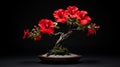 Red Hibiscus Bonsai Tree On Black Background - Hd Desktop Wallpaper