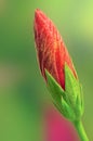 Red Hibiscus Bud Royalty Free Stock Photo