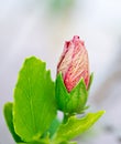 Red Hibiscus Bud Royalty Free Stock Photo