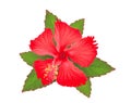 Red hibiscus or chaba flower with green leaves isolated on white Royalty Free Stock Photo