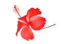 Red hibiscus or chaba flower isolated on white