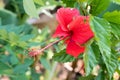 Red Hibiscus or Chaba flower Royalty Free Stock Photo