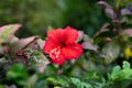 Red hibiscus, chinese rose flower with green blur background