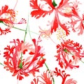 Red hibiscus chizopelatus floral botanical flower. Watercolor background illustration set. Seamless background pattern. Royalty Free Stock Photo