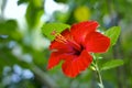 Red hibiscus closeup