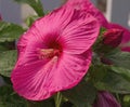 Red hibiscus Royalty Free Stock Photo