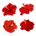 Red hibiscus corrugated tropical plant vintage hand draw set two vintage vector