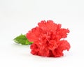 Red Hibiscus Flowe Royalty Free Stock Photo