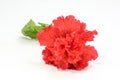 Red Hibiscus Flowe Royalty Free Stock Photo